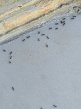fourmis-colonie-millau.jpg